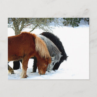 Postal Hästar