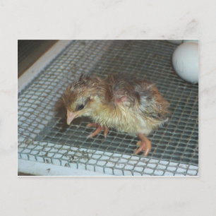 Postal Hatchling Chick
