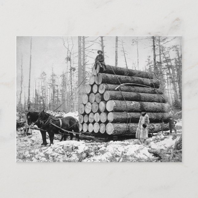 Postal Hauling a Load of Logs, 1908 (Anverso)