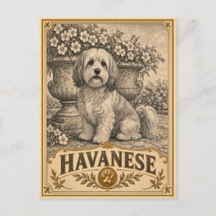 Postal Havanés, perro de herencia vintage
