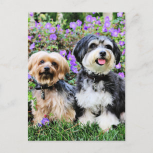 Postal Havanese - Lola & Yorkie - Molly