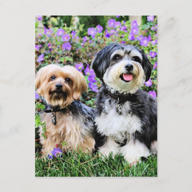 Postal Havanese - Lola & Yorkie - Molly (Anverso)