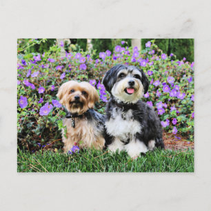 Postal Havanese - Lola & Yorkie - Molly