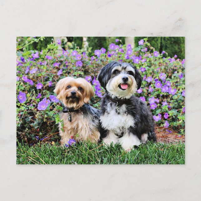 Postal Havanese - Lola & Yorkie - Molly (Anverso)