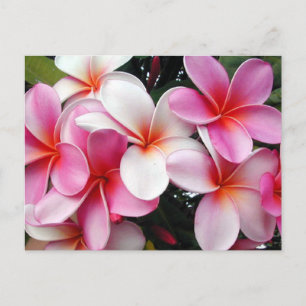 Postal Hawái Plumeria Rosa
