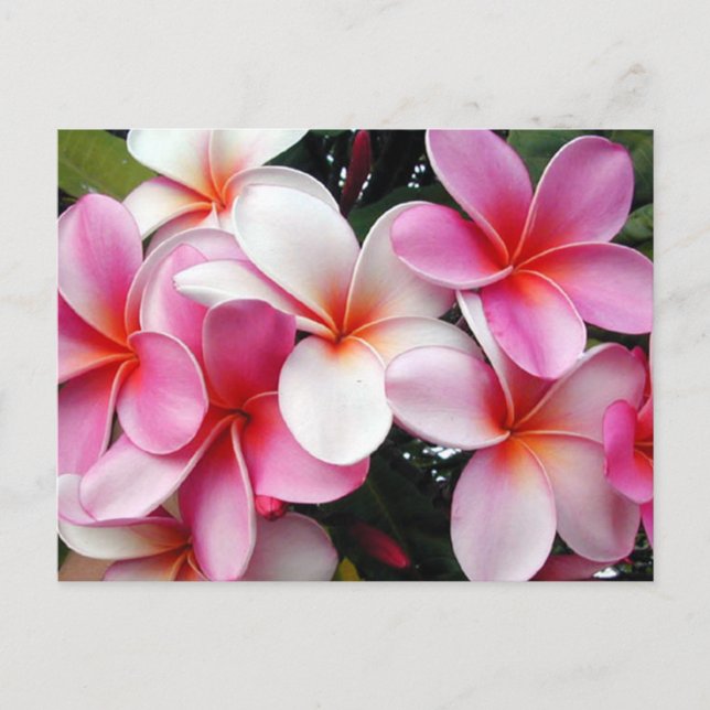 Postal Hawái Plumeria Rosa (Anverso)