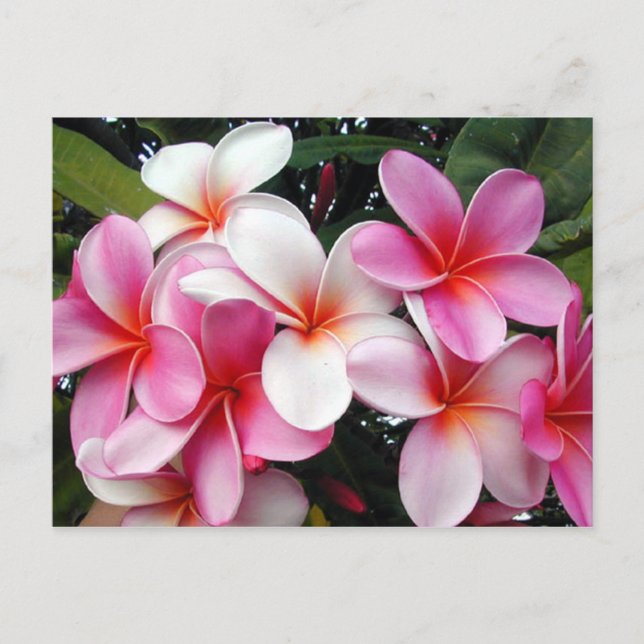 Postal Hawái Plumeria Rosa (Anverso)