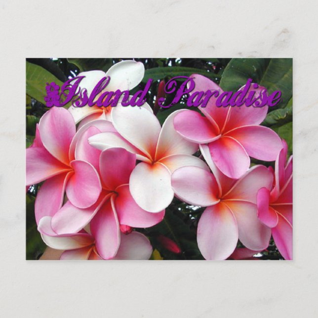 Postal Hawái Plumeria Rosa (Anverso)