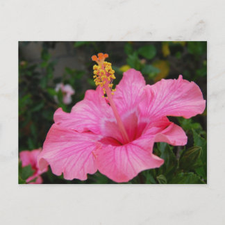 Postal Hawai rosa Hibiscus