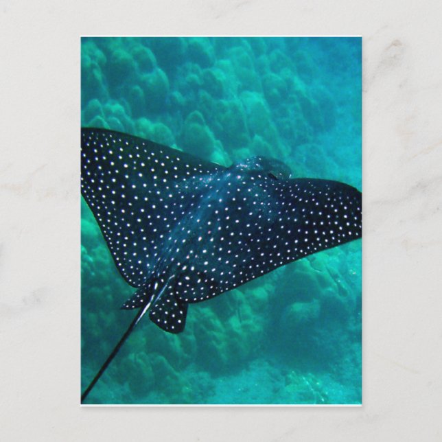Postal Hawai Spoyle Eagle Ray (Anverso)