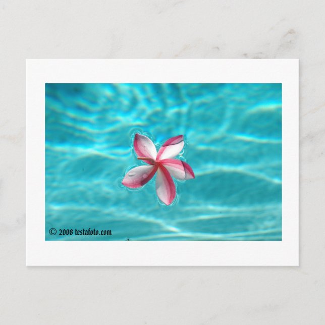 Postal hawaiana del Plumeria (Anverso)