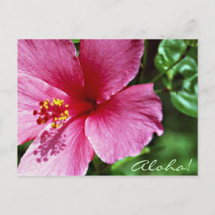 Postal ¡Hawaiana! Hibisco rosado