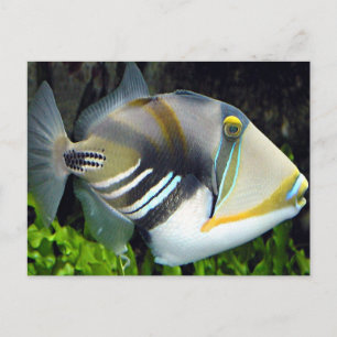 Postal hawaiana para peces tropicales