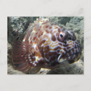 Postal Hawaii Hawk Fish