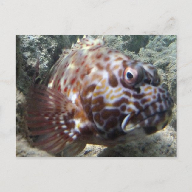 Postal Hawaii Hawk Fish (Anverso)