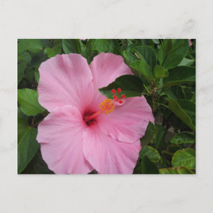 Postal Hawaii Hibiscus Flower