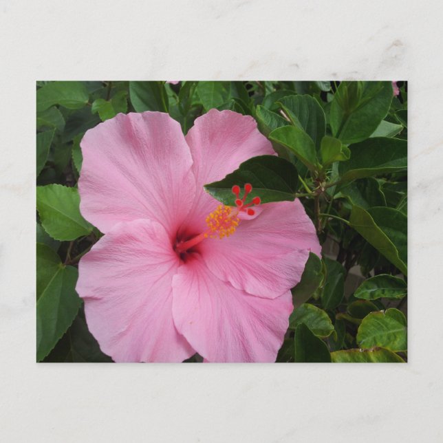 Postal Hawaii Hibiscus Flower (Anverso)