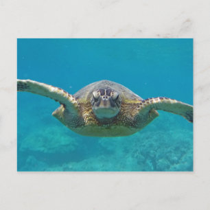 Postal Hawaii Honu