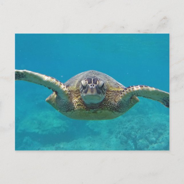 Postal Hawaii Honu (Anverso)