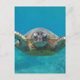 Postal Hawaii Honu