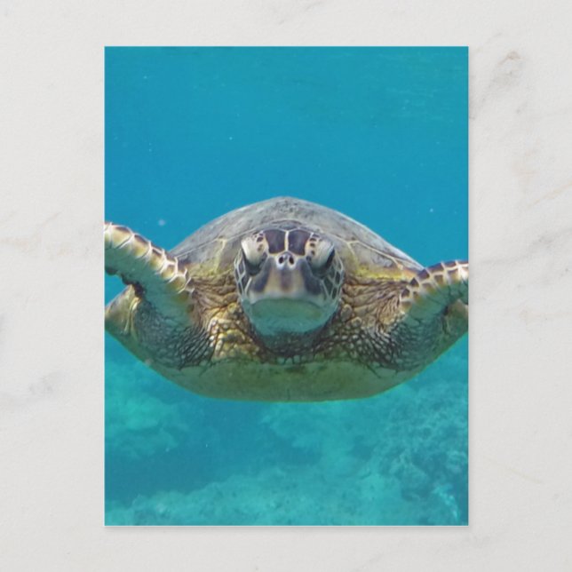 Postal Hawaii Honu (Anverso)