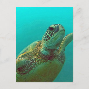 Postal Hawaii Honu