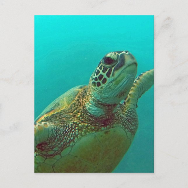 Postal Hawaii Honu (Anverso)