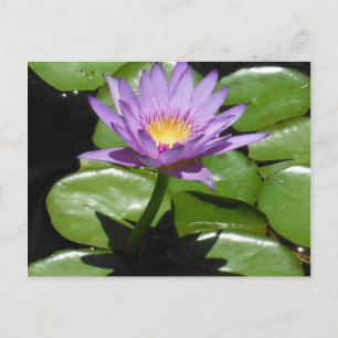 Postal Hawaii Lotus Flower