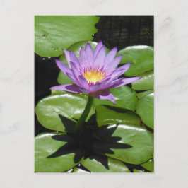 Postal Hawaii Lotus Flower