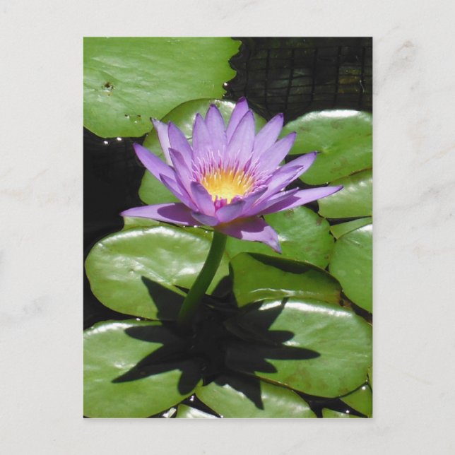 Postal Hawaii Lotus Flower (Anverso)
