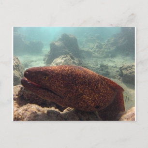Postal Hawaii Moray Eel