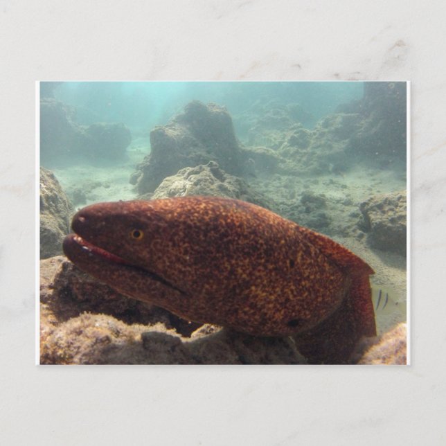 Postal Hawaii Moray Eel (Anverso)