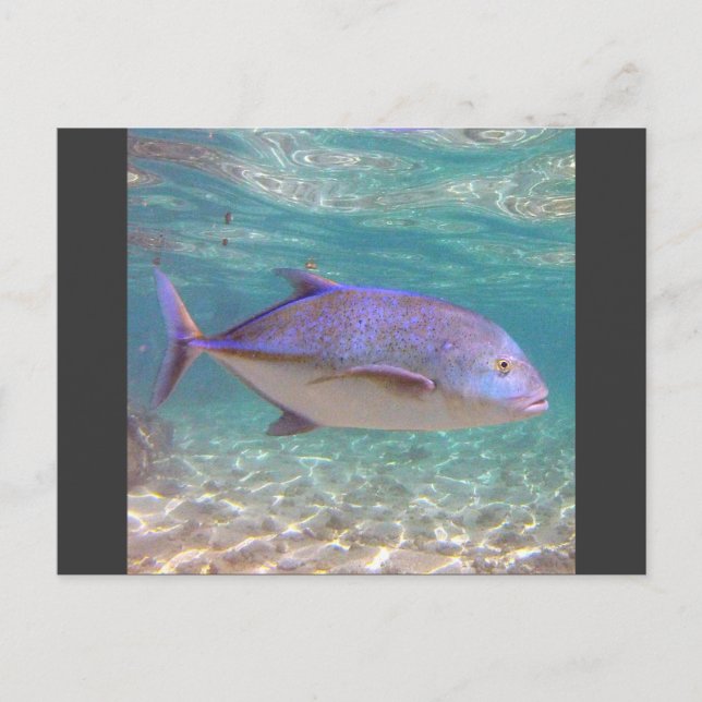 Postal Hawaii Trevally Fish (Anverso)