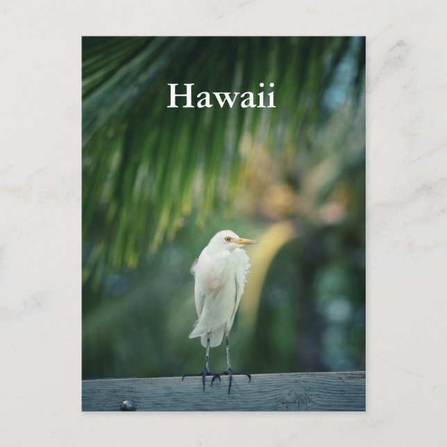 Postal Hawaii White Heron (Anverso)