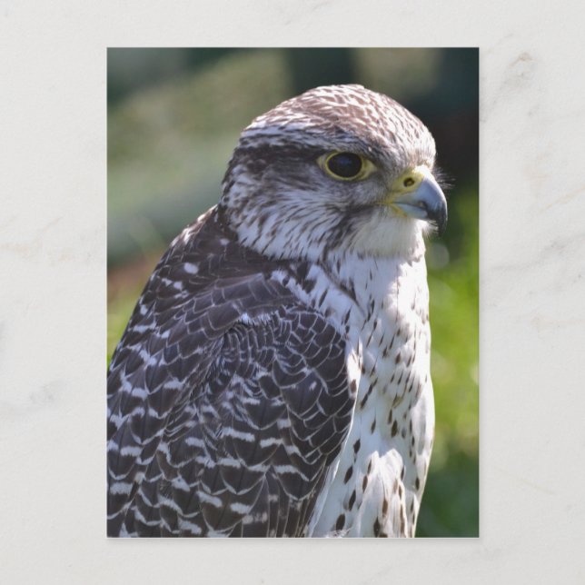 Postal Hawk (Anverso)