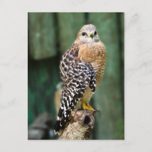 Postal Hawk