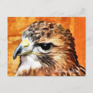 POSTAL HAWK