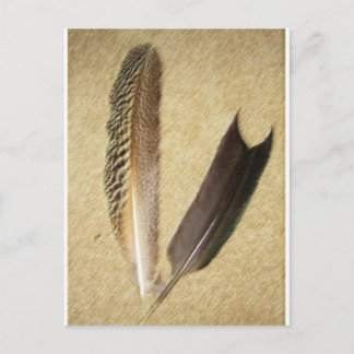 Postal Hawk Feathers