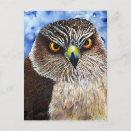 Postal Hawkeyes