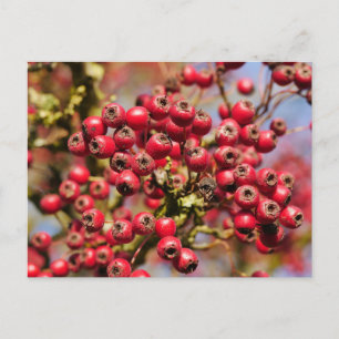 Postal Hawthorn Berries Postcard