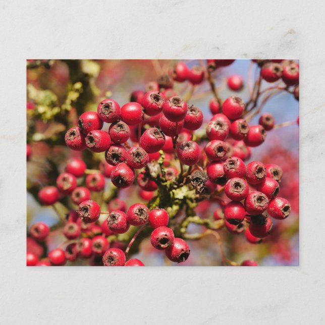 Postal Hawthorn Berries Postcard (Anverso)