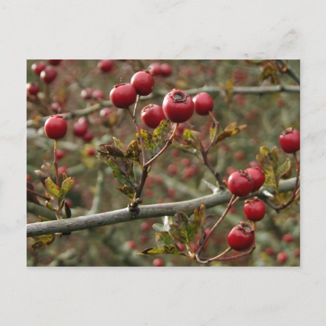 Postal Hawthorn Berries Postcard (Anverso)