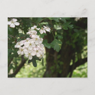 Postal Hawthorn Blossom