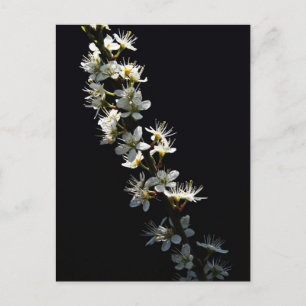 Postal Hawthorn Flowers pccna