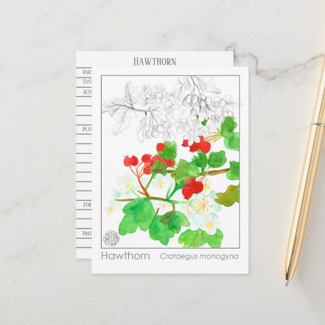 Postal Hawthorn Materia Medica Monograma Hérbal Estudio (Anverso/Reverso In Situ)