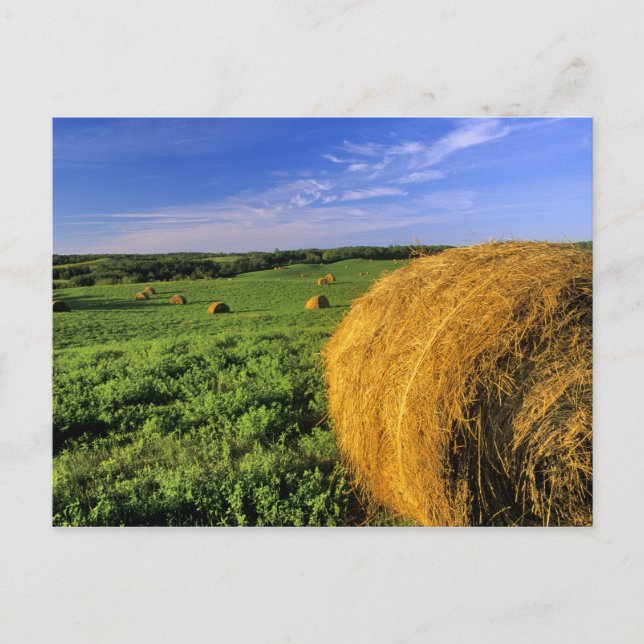 Postal Hay Bales cerca de Bottineau, Dakota del Norte (Anverso)