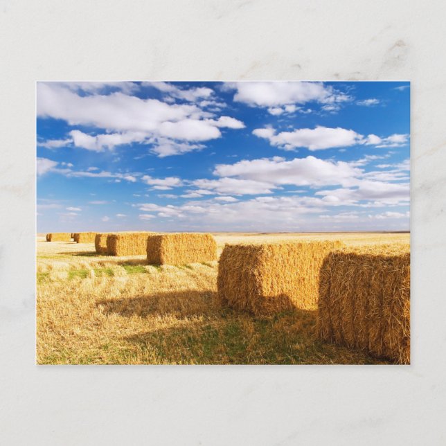 Postal Hay Bales Cuadrados (Anverso)