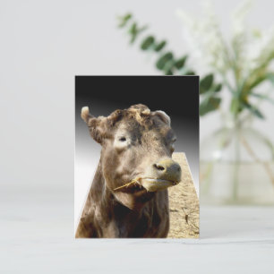 Postal Hay Day: El momento de masticar de una vaca marrón