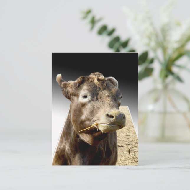 Postal Hay Day: El momento de masticar de una vaca marrón (Anverso de pie)