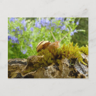 Postal ¡hay para el día del caracol!